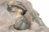 Cluster Of Five Unidentified Proetid Trilobites - Jorf, Morocco #362871-7